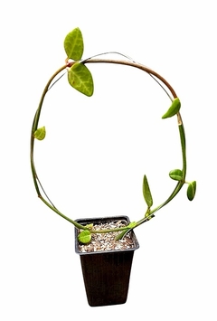 Ceropegia saundersonii mac9 - comprar online