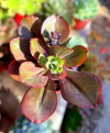 Echeveria hibrida 'Zorro' - comprar online