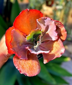 Echeveria hibrida 'Roja' (elegir tamaño) - comprar online