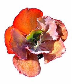 Echeveria hibrida 'Roja' (elegir tamaño) en internet