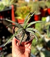 Deinacanthon urbanianum mac10