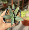 Agave Shark Skin Shoes mac9