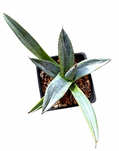 Agave shark skin shoes variegado mac9 (cod AG1) en internet
