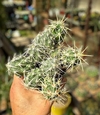 Grusonia (Corynopuntia) clavata (elegir tamaño) (cod GR1) - comprar online