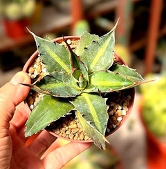 Agave lophantha splendid mac10 - comprar online
