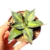 Agave lophantha splendid mac10