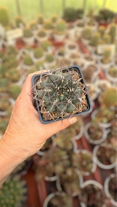 Gymnocalycium schickendantzii (elegir tamaño) (cod Gy20)