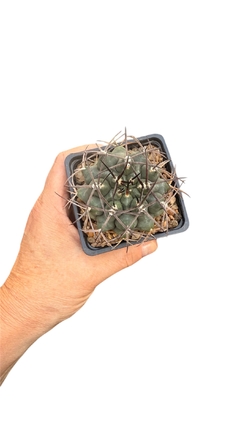 Imagen de Gymnocalycium schickendantzii (elegir tamaño) (cod Gy20)