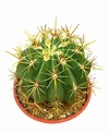 Ferocactus hystrix bols15 PLANTA ADULTA - comprar online