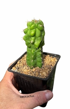 Trichocereus pachanoi monstruoso mac9 - comprar online