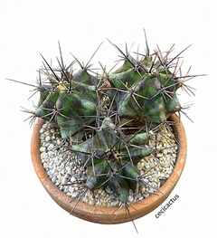 Echinocactus platyacanthus tricéfalo mac14 UNICO - comprar online