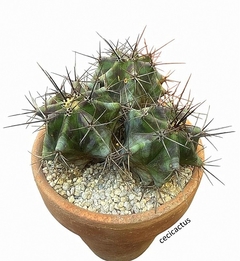 Echinocactus platyacanthus tricéfalo mac14 UNICO