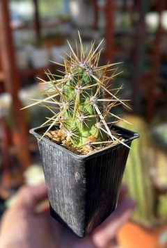 Echinocereus brandegeei mac9 en sus raices en internet