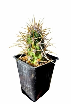 Echinocereus brandegeei mac9 en sus raices - comprar online