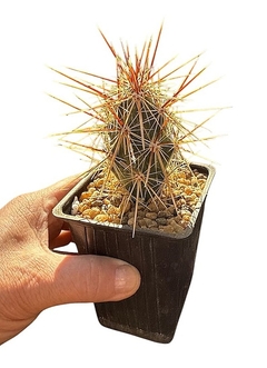Grusonia parishii mac10