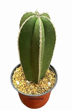 Marginatocereus marginatus (elegir tamaño) - comprar online
