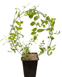 Asparagus asparagoides mac10 con aro - comprar online