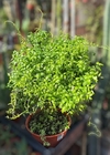Asparagus asparagoides mac10 con aro