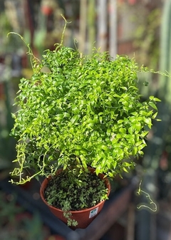 Asparagus asparagoides mac10 con aro