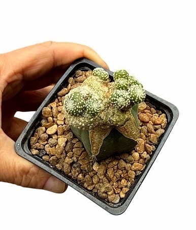 Blossfeldia liliputana injertada mac9 (cod BL33) - comprar online