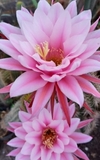 Trichocereus pseudocandicans hibrido natural injertado mac8 - comprar online