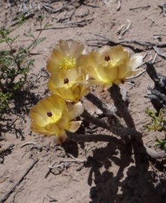 Pterocactus tuberosus mac9