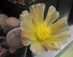 Puna clavaroides injertada mac9 (cod PU1)