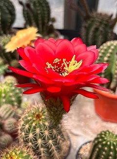 Trichocereus purpureominiata (elegir tamaño) - comprar online