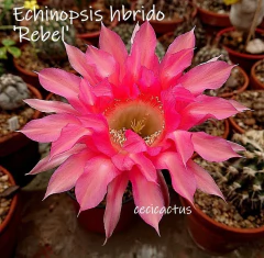 COMBO X 4 CACTUS HIBRIDOS FLORES de COLORES a eleccion en internet