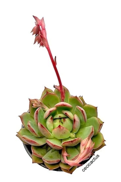 Imagen de Echeveria 'Red Dragon' (elegir tamaño)