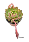 Echeveria 'Red Dragon' (elegir tamaño)
