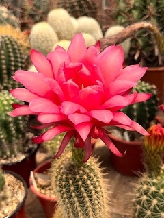 Trichocereus hibrido 'Señorita' (elegir tamaño) - comprar online