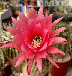 Trichocereus hibrido 'Señorita' (elegir tamaño)