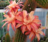 Hildewintera hibrida 'Rudolph Herzog' mac7