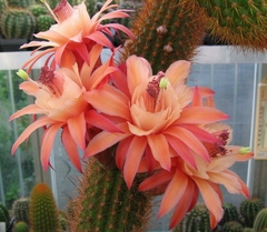 Hildewintera hibrida 'Rudolph Herzog' mac7