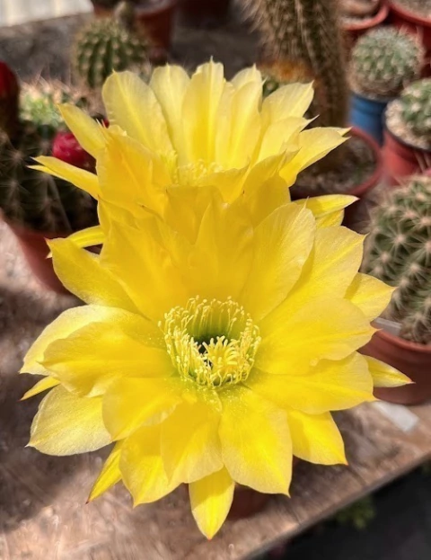 Trichocereus hibrido 'Oliver' (elegir tamaño)