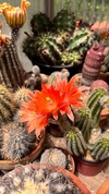 Semillas de Echinocereus sanpedroensis x 25 semillas