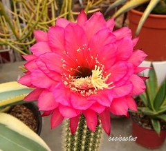 Trichocereus hibrido 'SB Lily' mac8