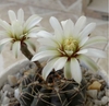 Gymnocalycium schroederianum mac10 (cod Gy1)