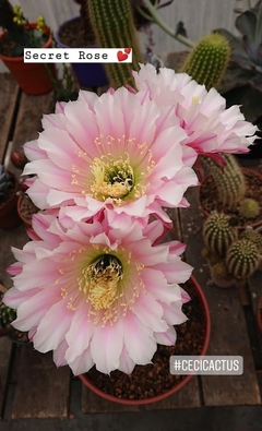 COMBO X 4 CACTUS HIBRIDOS FLORES de COLORES a eleccion - comprar online