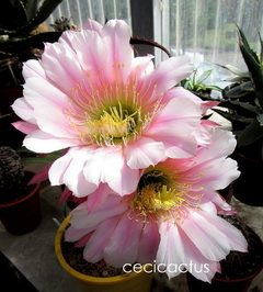 Trichocereus hibrido 'Secret Rose' mac18 YA FLORECE