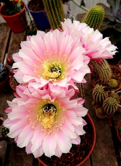 Trichocereus hibrido 'Secret Rose' mac18 YA FLORECE - comprar online