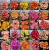Semillas mix de Lobivias hibridas PREMIUM de Thailandia x10 semillas