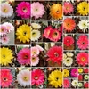 Semillas de Trichocereus hibridos x 25 - REGALO