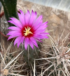 Echinocereus brandegeei injertado mac9 (cod P10) - comprar online