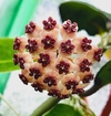 Hoya kerrii (elegir tamaño)