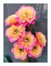 Hildewintera hibrida 'Mamacita' injertada mac9 NOVEDAD - comprar online