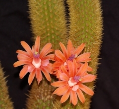 Hildewintera aureispina (elegir tamaño) - cecicactus - cactus y suculentas de colección
