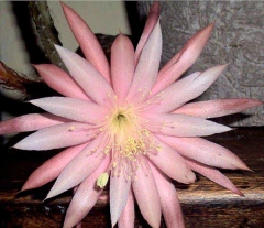 Aporophyllum hibrido mac12 - comprar online