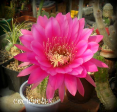 Trichocereus hibrido 'Solveig Wallem' mac10 - comprar online